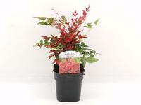 Nandina dom. Obsessed