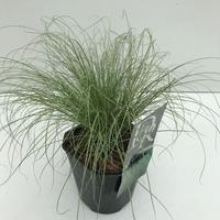 Carex com. Frosted Curls