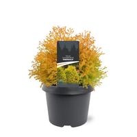 Thuja occ. Rheingold