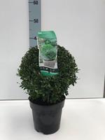 Ilex cr. Stokes