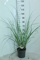 Cortaderia sell. Pumila