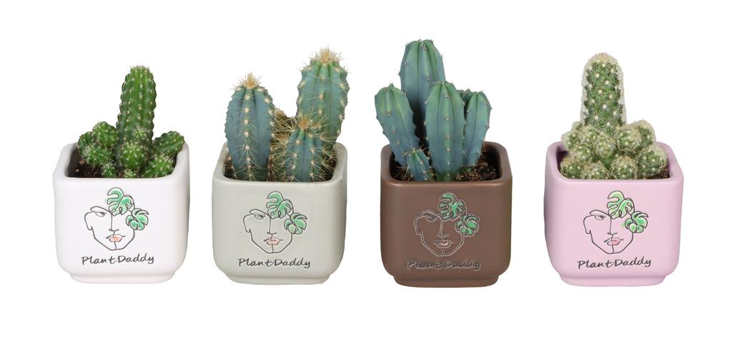 Picture of L 67118 With Cactus Mix 6 cm P6 13CM