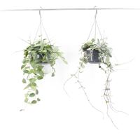 Hoya Mix