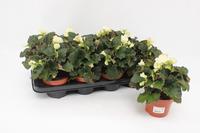 Begonia Garden Glory White