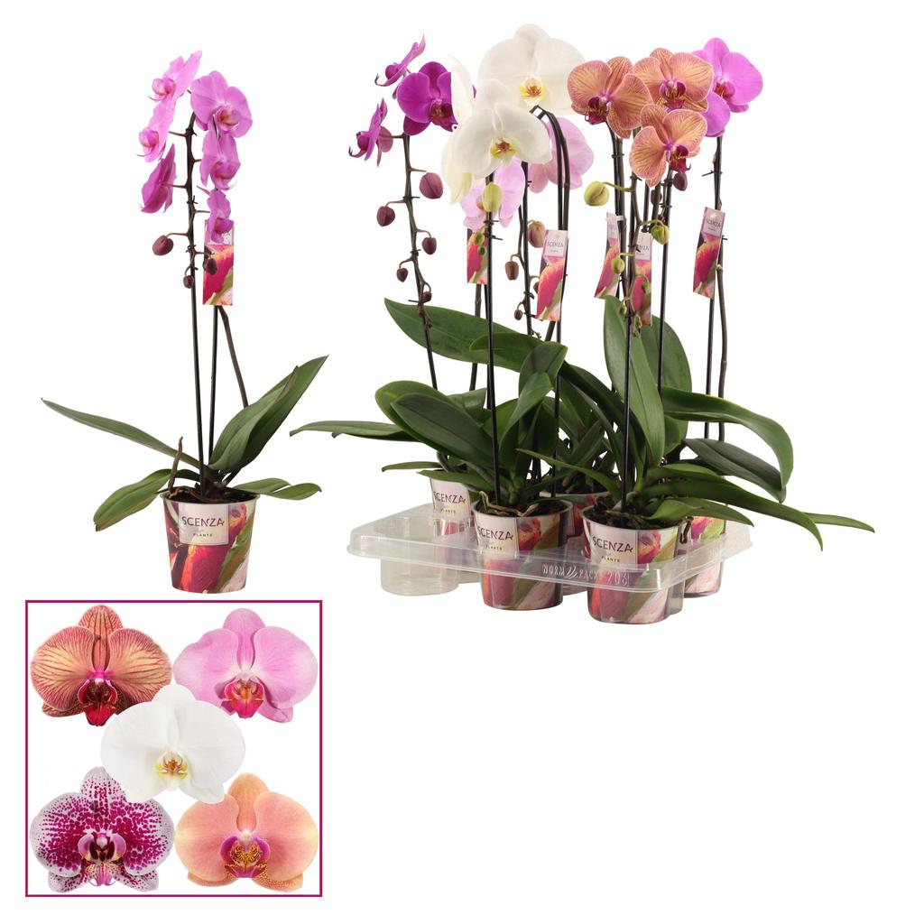 Obrázek Phalaenopsis hybrid cascade in varieties Scenza P12 1 spike 6+ flowers height 50 cm