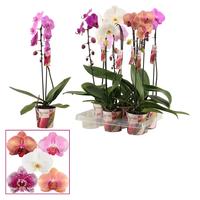 Phalaenopsis hybrid cascade in varieties Scenza