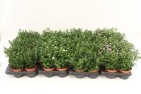 Aster Starletta in varieties