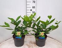 Calycanthus Venus
