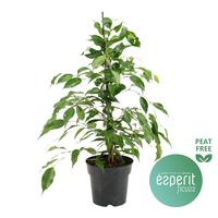 Ficus benjamina Danita