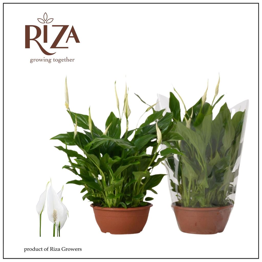 Picture of Spathiphyllum Chopin P17 35CM