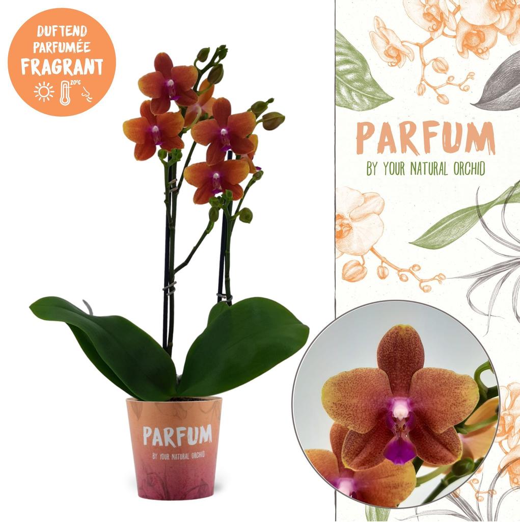 Picture of Phalaenopsis hybrid Parfum Bolgheri P12 2 spikes 16+ flowers height 50 cm