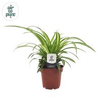 Chlorophytum Atlantic ASP no sleeve