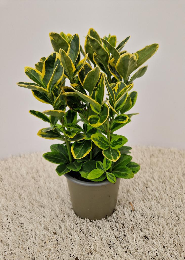 Billede af Euonymus jap. Aurea P10