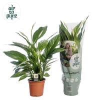 Spathiphyllum Vivaldi ASP 2+ flowers