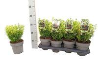 Euonymus jap. Microphyllus Aureovariegatus Gold
