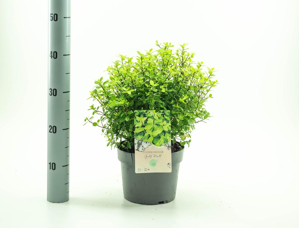 Afbeeldingen van Pittosporum ten. Golf Ball P19 (3 Ltr)