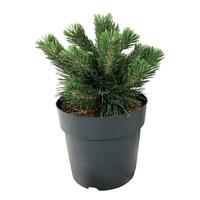Pinus mugo Green Pearl