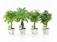 Houseplants Stems in varieties potcover Bamboo