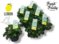 Pelargonium (Geranium) Fresh&Fruity Lemon Fresh