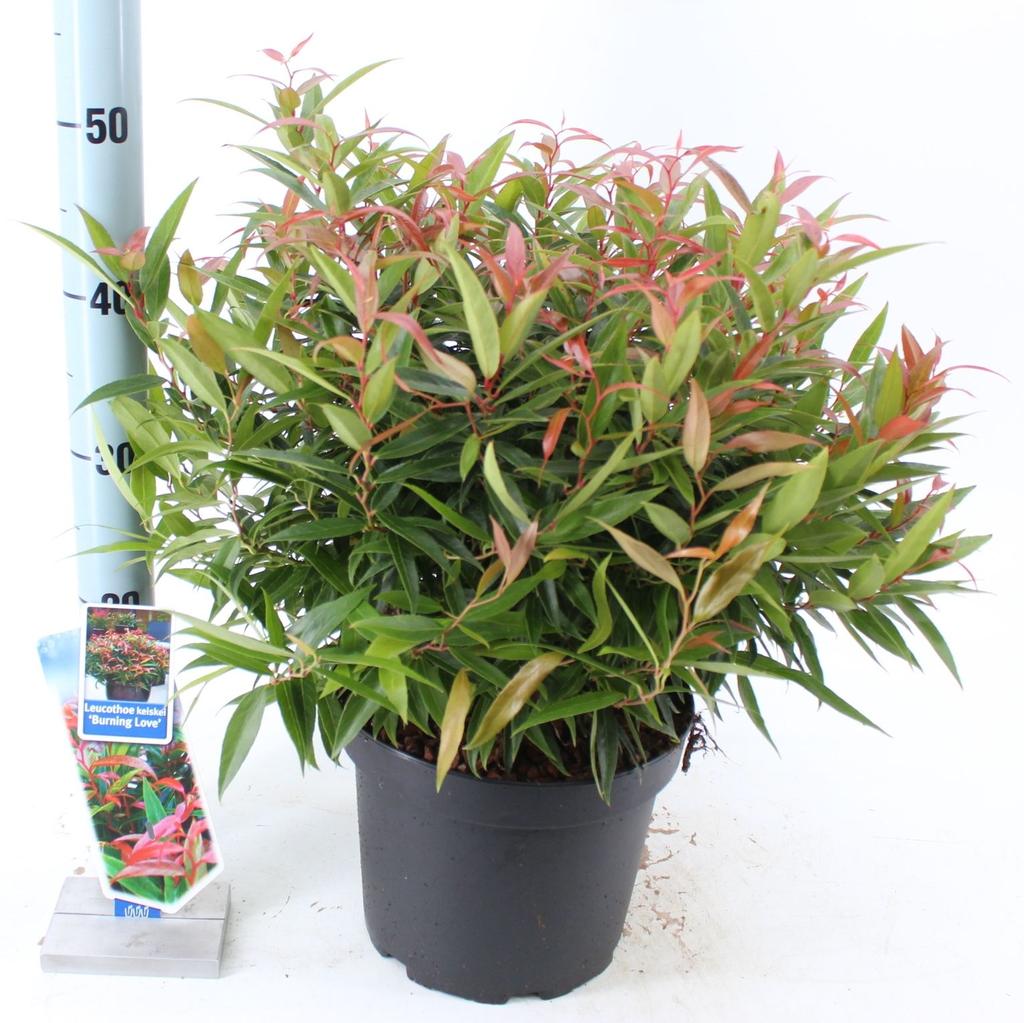 Picture of Leucothoë kei. Burning Love P23 (5 Ltr)
