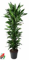 Dracaena Janet Lind branched