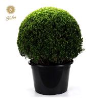 Ilex cr. Glory Gem