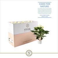 Anthurium White Champion in Ecobox