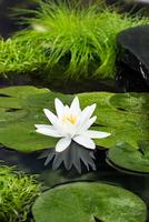 Nymphaea Tetragona