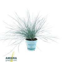 Festuca gl. Compacta Blue