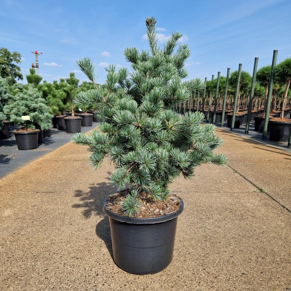Obrázek Pinus parviflora Negishi C12 50/60