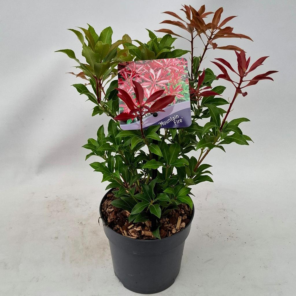 Picture of Pieris jap. Mountain Fire P13