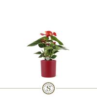 Anthurium Red Champion in Bari ceramic