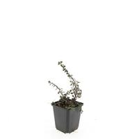 Cotoneaster proc. Streibs Findling'