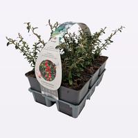 Cotoneaster suec. Coral Beauty