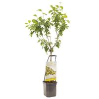 Prunus dom. R-Cl. d'Oullins - Wonder Tree