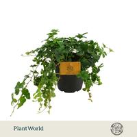 Parthenocissus Striata