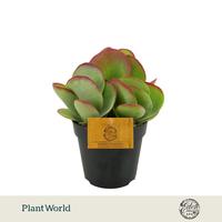 Kalanchoe thyrsiflora