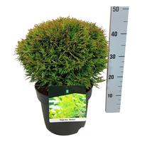 Thuja occ. Danica