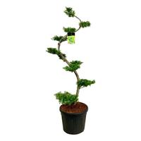 Larix kaempferi