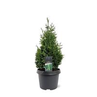 Thuja occ. Hurricane (pbr)
