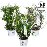 Trachelospermum in varieties