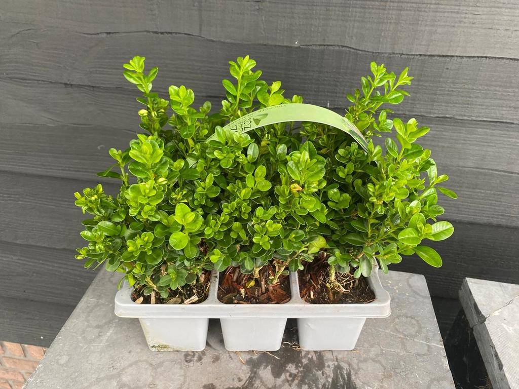 Picture of Buxus Newgen Freedom 6-pack 6-PACKS
