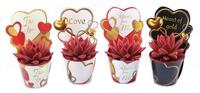 Echeveria Miranda Potcover love red