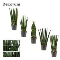 Sansevieria Cylindrica mix