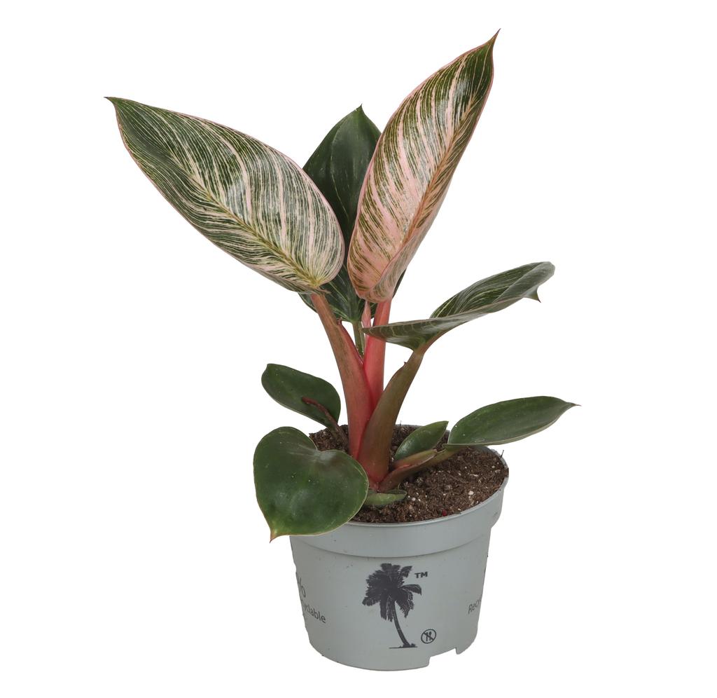 Picture of Philodendron Pink Bikini P10 20CM