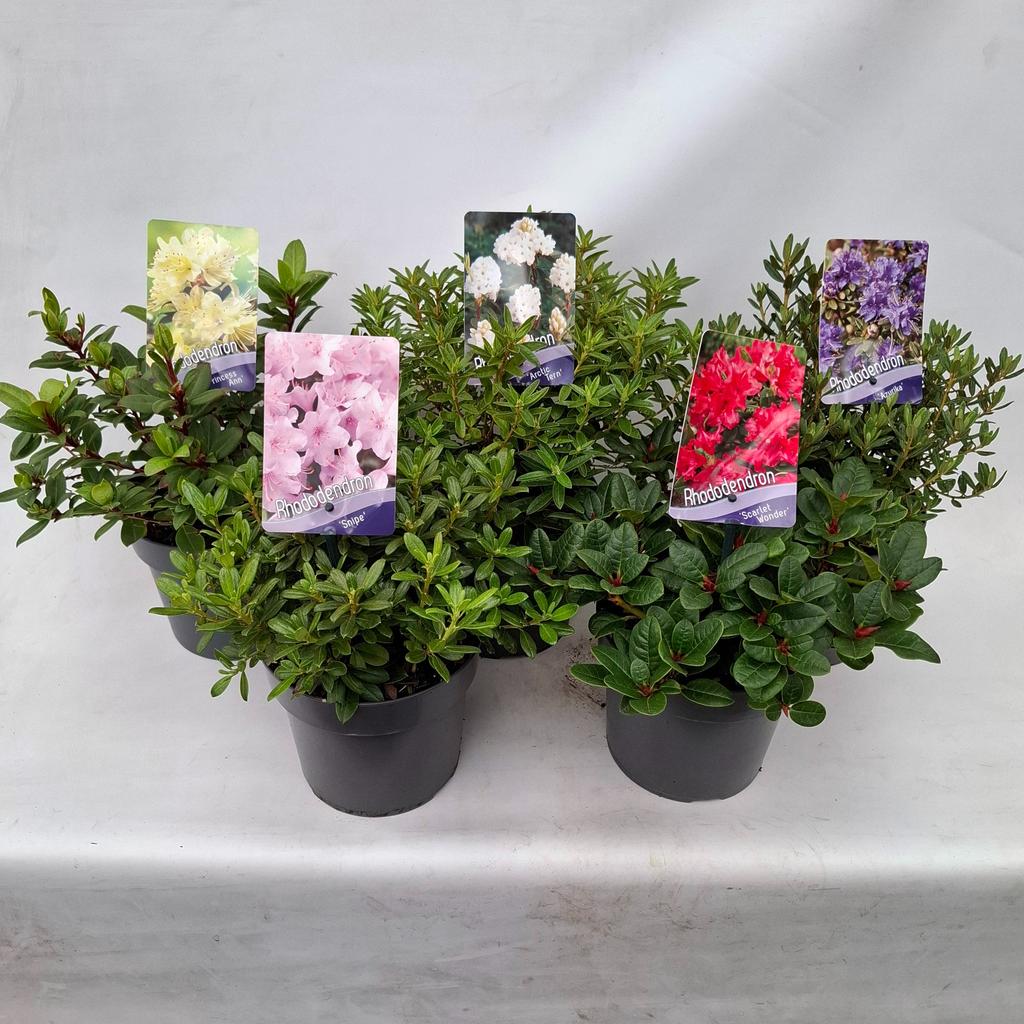 Picture of Rhododendron Dwarf in varieties P17 (2 Ltr)