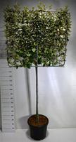 Elaeagnus ebb. Compacta