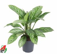 Aglaonema Stripe