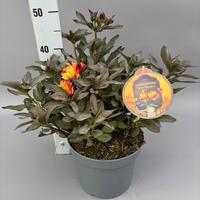 Alstroemeria Indian Summer