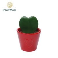 Hoya kerrii in Boston ceramic red